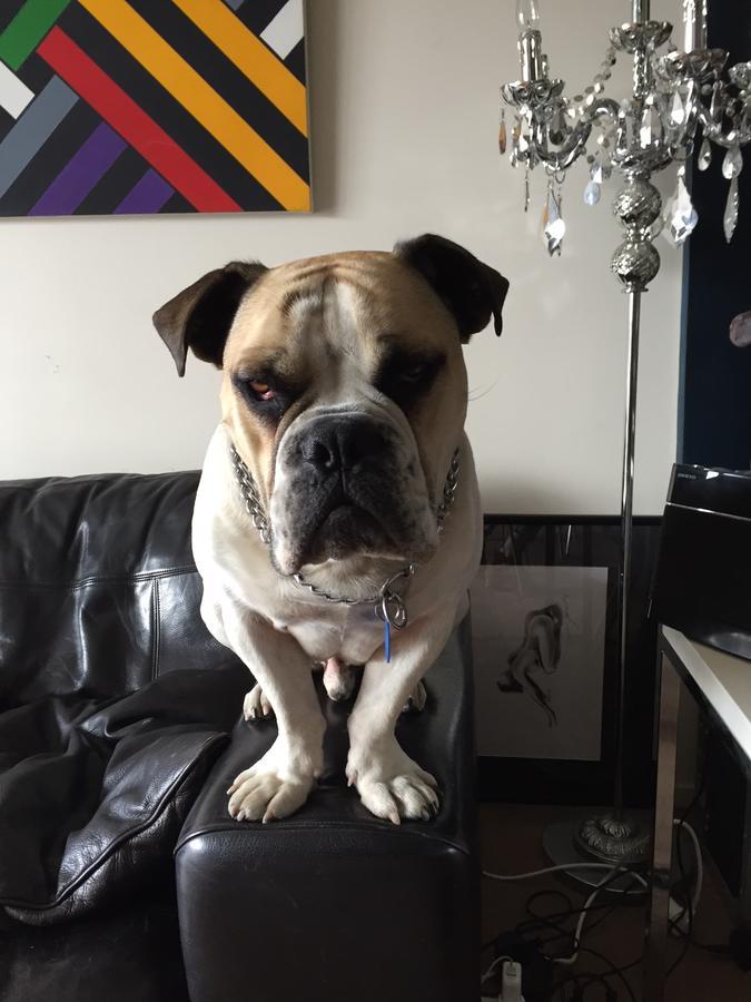 Cool Apartment, Central To Everything, Share With 2X Bulldogs 오클랜드 외부 사진